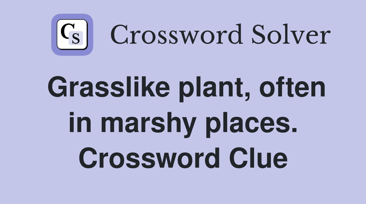 Grasslike plant, often in marshy places. Crossword Clue Answers